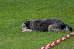 IMG_6561_1800