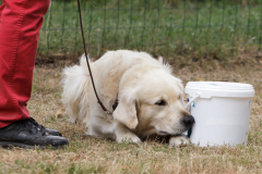 2017 Schnüffelcup SHS