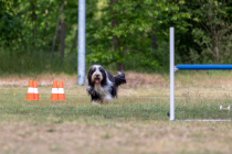 IMG_0222_1800