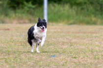 IMG_0413_1800
