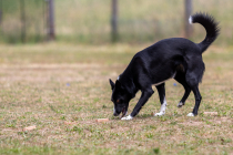 IMG_0484_1800