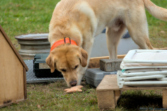 2025 Schnüffelcup SHS