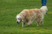 IMG_6774_1800