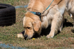 2025 Trainingscup SHS