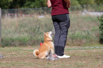 IMG_2203_b