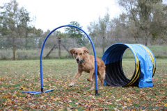 Hickory-auf-dem-Weg-zum-Hoop