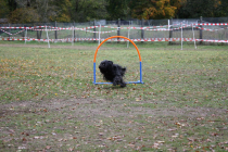 Beau-durch-den-Hoop