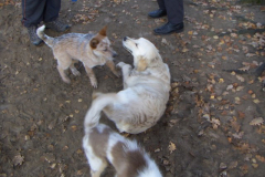 KONICA MINOLTA DIGITAL CAMERA