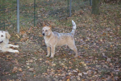 Welpen und Junghunde