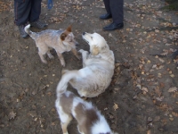 KONICA MINOLTA DIGITAL CAMERA