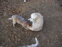 KONICA MINOLTA DIGITAL CAMERA