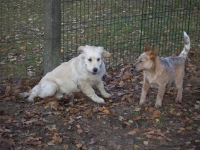 KONICA MINOLTA DIGITAL CAMERA